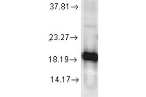Western blot analysis of Human Cell line lysates showing detection of SOD1 protein using Rabbit Anti-SOD1 Polyclonal Antibody . (SOD1 antibody  (PE))