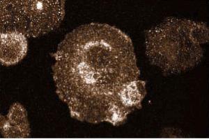 Immunofluorescent staining of Hs 766T cells. (RAS antibody  (AA 1-190))