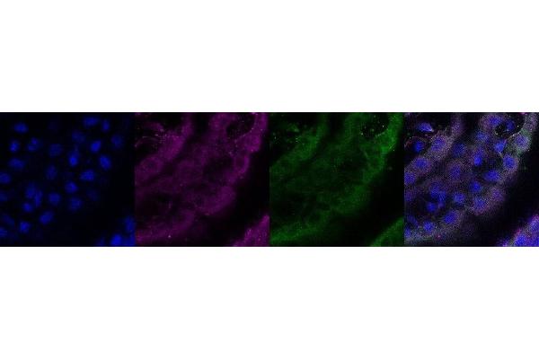 CCDC153 antibody