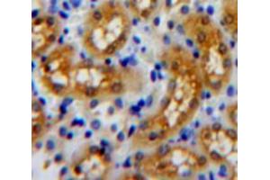 Used in DAB staining on fromalin fixed paraffin-embedded kidney tissue (Arc antibody  (AA 96-356))