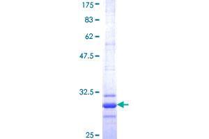 Claudin 2 Protein (CLDN2) (AA 29-80) (GST tag)