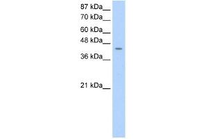 WB Suggested Anti-HOMER1 Antibody Titration:  0. (HOMER1 antibody  (C-Term))
