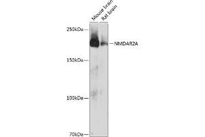 Western blot analysis of extracts of various cell lines, using NMDA antibody (ABIN7267420) at 1:1000 dilution. (NMDAR2A antibody)