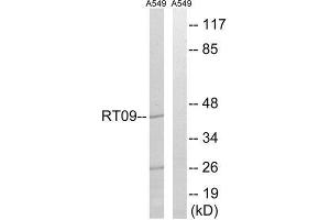Western Blotting (WB) image for anti-Mitochondrial Ribosomal Protein S9 (MRPS9) (Internal Region) antibody (ABIN1850534) (MRPS9 antibody  (Internal Region))