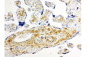 Anti-Glucose Transporter 8 antibody, IHC(P) IHC(P): Human Placenta Tissue (SLC2A8 antibody  (C-Term))