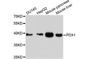 Western blot analysis of extracts of various cell lines, using PDX1 antibody. (PDX1 antibody  (AA 1-100))