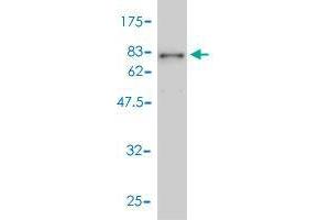 Western Blot detection against Immunogen (80. (ANGPTL2 antibody  (AA 1-493))