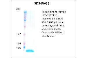 SDS-PAGE (SDS) image for Chemokine (C-C Motif) Ligand 15 (CCL15) (Active) protein (ABIN5509319) (CCL15 Protein)