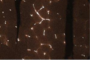 Immunohistochemical staining of Rabbit Muscle tissue section. (C-JUN antibody  (AA 26-175))