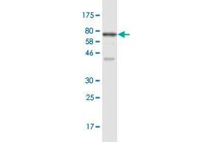 Western Blot detection against Immunogen (77. (RRP9 antibody  (AA 1-475))