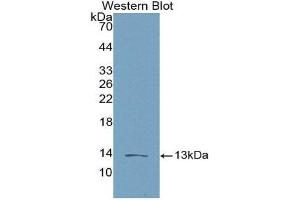 Western Blotting (WB) image for anti-Chemokine (C-C Motif) Ligand 16 (CCL16) (AA 20-120) antibody (ABIN1858281) (CCL16 antibody  (AA 20-120))