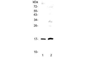 Western blot testing of 1) human A431 and 2) rat PC-12 cell lysate with Epigen antibody at 0. (Epigen antibody)