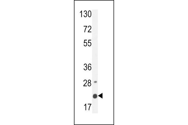 MS4A4A antibody  (N-Term)