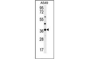 Western blot analysis of OR4M1 Antibody (C-term) in A549 cell line lysates (35ug/lane).