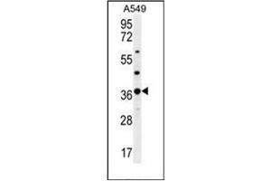 Western blot analysis of OR4M1 Antibody (C-term) in A549 cell line lysates (35ug/lane). (OR4M1 antibody  (C-Term))