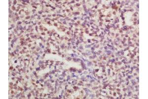 Formalin-fixed and paraffin embedded mouse embryo labeled with Rabbit Anti-RPLP0 Polyclonal Antibody, Unconjugated  at 1:200 followed by conjugation to the secondary antibody and DAB staining (RPLP0 antibody  (AA 221-317))