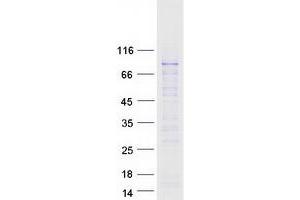 Validation with Western Blot (RNF168 Protein (Myc-DYKDDDDK Tag))