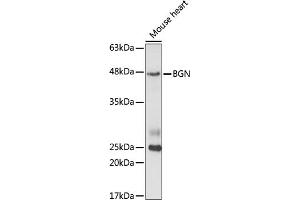 Western blot analysis of extracts of mouse heart cells, using BGN antibody (ABIN6127493, ABIN6137548, ABIN6137549 and ABIN6221449) at 1:1000 dilution. (Biglycan antibody  (AA 38-368))