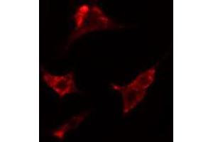 ABIN6274187 staining HepG2 cells by IF/ICC. (ADRA2C antibody  (Internal Region))