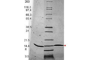 BDNF Human Recombinant Protein - SDS-PAGE. (BDNF Protein)