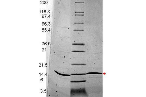 BDNF Protein