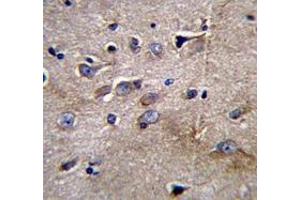 Immunohistochemistry analysis in human brain tissue (Formalin-fixed, Paraffin-embedded) using NFKBIL1  Antibody  (C-term), followed by peroxidase conjugated secondary antibody and DAB staining. (NFKBIL1 antibody  (C-Term))