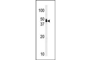 Western blot analysis of anti-TRIB1 Pab ((ABIN392118 and ABIN2841865)) in T47D cell line lysate (35 μg/lane). (TRIB1 antibody  (C-Term))