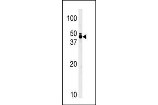 TRIB1 antibody  (C-Term)