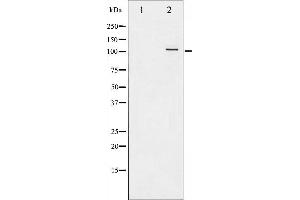 Western blot analysis of NF kappaB p105/p50 phosphorylation expression in TNF-α treated HeLa whole cell lysates,The lane on the left is treated with the antigen-specific peptide. (NFKB1 antibody  (pSer907))