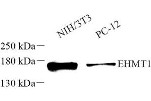 Western blot analysis of EHMT1 (ABIN7073867) at dilution of 1: 500 (EHMT1 antibody)