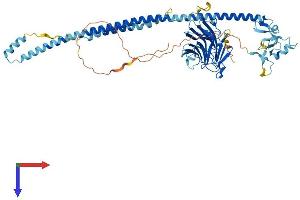 AlphaFold protein structure predicition of Human Recombinant TRIM16 Protein, UniprotID O95361 (TRIM16 Protein (AA 1-564) (His tag))