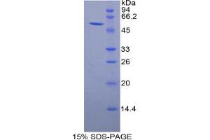 SDS-PAGE analysis of Rat Granzyme M Protein. (GZMM Protein)