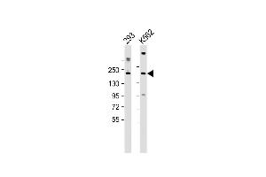 CUX1 antibody  (AA 1347-1374)