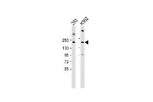 All lanes : Anti-CUX1 Antibody (C-term) at 1:2000 dilution Lane 1: 293 whole cell lysate Lane 2: K562 whole cell lysate Lysates/proteins at 20 μg per lane. (CUX1 antibody  (AA 1347-1374))