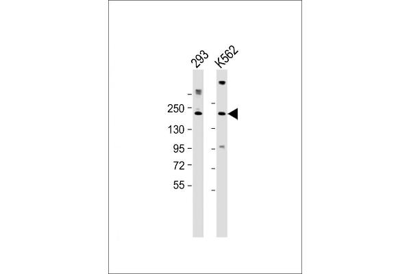 CUX1 Antikörper  (AA 1347-1374)