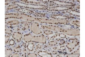 Immunoperoxidase of monoclonal antibody to WTAP on formalin-fixed paraffin-embedded human kidney.