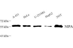 Western blot analysis of NIPA (ABIN7076278) at dilution of 1: 500