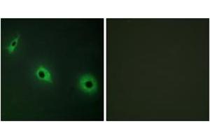 Immunofluorescence (IF) image for anti-Cadherin EGF LAG Seven Pass G-Type Receptor 3 (CELSR3) (AA 91-140) antibody (ABIN2889907) (CELSR3 antibody  (AA 91-140))