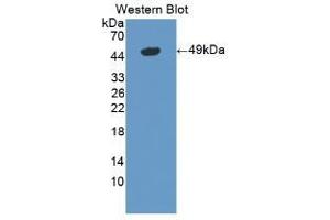 Detection of Recombinant LSR, Mouse using Polyclonal Antibody to Lipolysis Stimulated Lipoprotein Receptor (LSR) (LSR antibody  (AA 35-205))