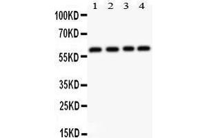 Observed bind size: 62KD (RUNX2 antibody  (Middle Region))