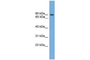 WB Suggested Anti-ZNF782 Antibody Titration: 0. (ZNF782 antibody  (N-Term))