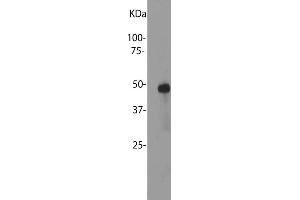 Blot of bovine retinal extracts probed with ABIN1580413. (SAG antibody)