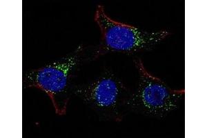 Fluorescent confocal image of HeLa cells stained with PDK4 antibody. (PDK4 antibody  (AA 382-410))