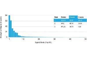 Analysis of Protein Array containing more than 19,000 full-length human proteins using SOX10 Mouse Monoclonal Antibody (SOX10/992). (SOX10 antibody  (AA 115-269))