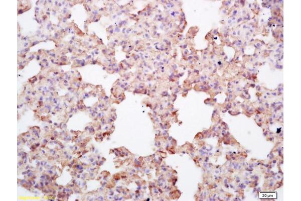 Endomucin antibody  (AA 181-261)