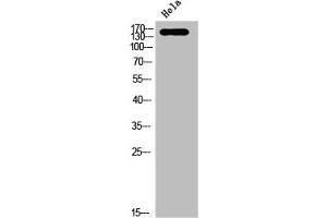 Western Blot analysis of HELA cells using Phospho-Trk C (Y516) Polyclonal Antibody (NTRK3 antibody  (pTyr516))