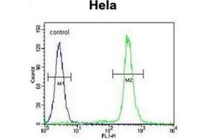 Flow cytometric analysis of Hela cells using LIN28A Antibody (Center) Cat. (LIN28A antibody  (Middle Region))