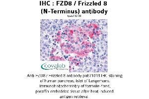 Image no. 1 for anti-Frizzled Family Receptor 8 (FZD8) (Extracellular Domain), (N-Term) antibody (ABIN1734511) (FZD8 antibody  (Extracellular Domain, N-Term))