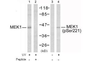 Image no. 2 for anti-Mitogen-Activated Protein Kinase Kinase 1 (MAP2K1) (Ser221) antibody (ABIN197388) (MEK1 antibody  (Ser221))