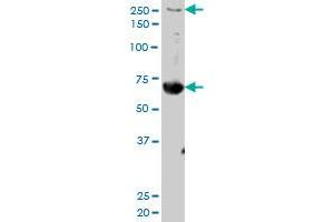 FN1 MaxPab polyclonal antibody. (Fibronectin 1 antibody  (AA 1-163))